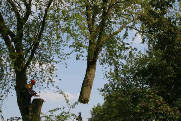 bomen rooien Jabeek